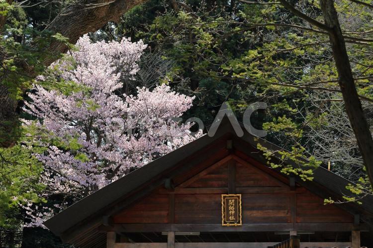 開拓神社の桜 桜,サクラ,花見の写真素材