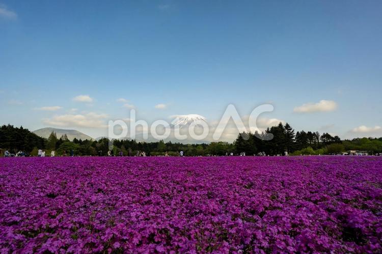 富士芝桜まつり2024周辺の景色 富士芝桜まつり,富士山,芝桜の写真素材