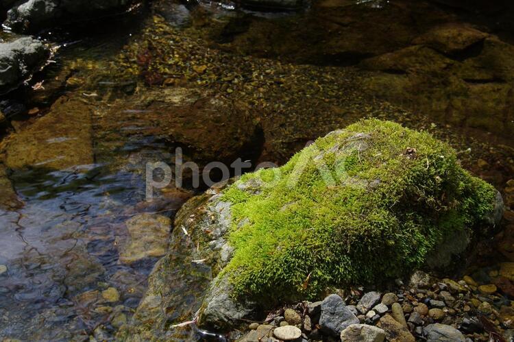沢の中の苔むした石 沢,苔,石の写真素材