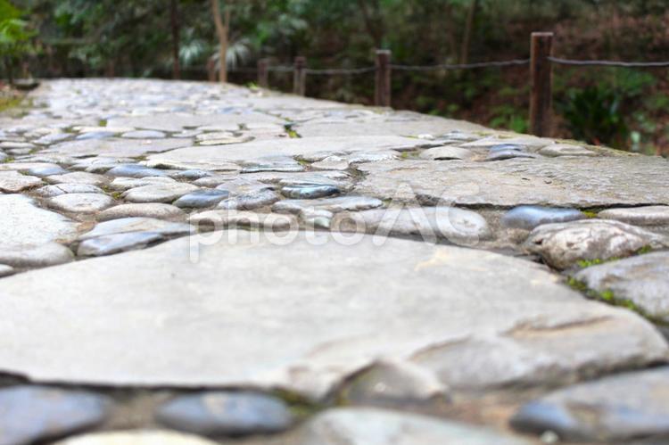小石川後楽園の石畳 石畳,植物,小石川後楽園の写真素材