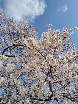 桜並木 桜,春,空の写真素材