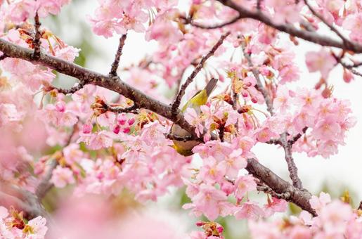 White-eyes dancing among Kawazu cherry blossoms, JPG