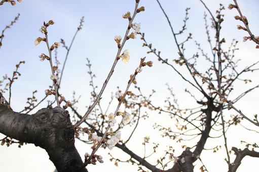 桜 つぼみ 桜 つぼみの写真