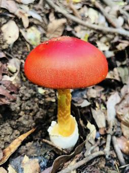 タマゴダケ タマゴダケ,たまごだけ,きのこの写真素材