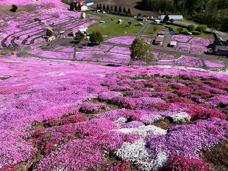 A field of Shibazakura cherry blossoms, JPG A field of Shibazakura cherry blossoms, JPG