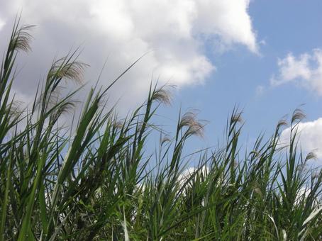 Grassland, JPG