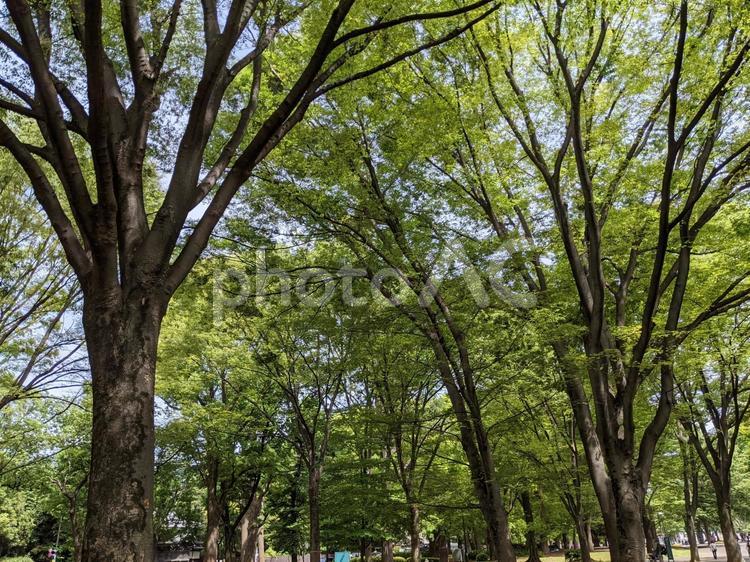 公園の木々 新緑,5月,公園の写真素材