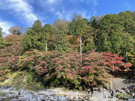 紅葉 紅葉の写真