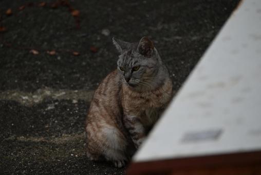 広島県尾道のニャンコ 広島県尾道のニャンコ 猫,哺乳類,動物の写真素材
