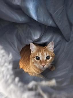 Photo, cat, brown, tunnel, 