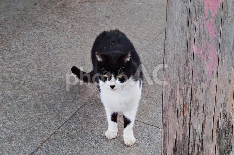 春のたそがれの公園猫 ネコ,猫,公園猫の写真素材