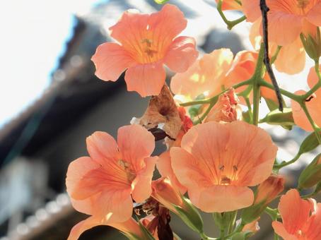 【花の写真】ノウゼンカズラ(凌霄花) 【花の写真】ノウゼンカズラ(凌霄花) ノウゼンカズラ,凌霄花,自然の写真素材