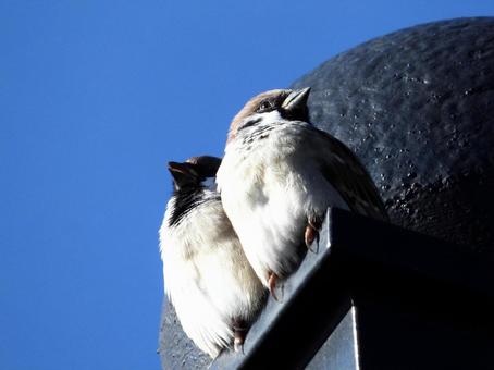 雨どいにつかまるペアのスズメ 雨どいにつかまるペアのスズメの写真