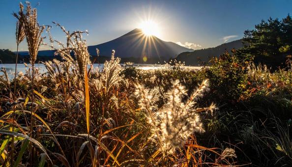 チカラシバと山 チカラシバと山の写真