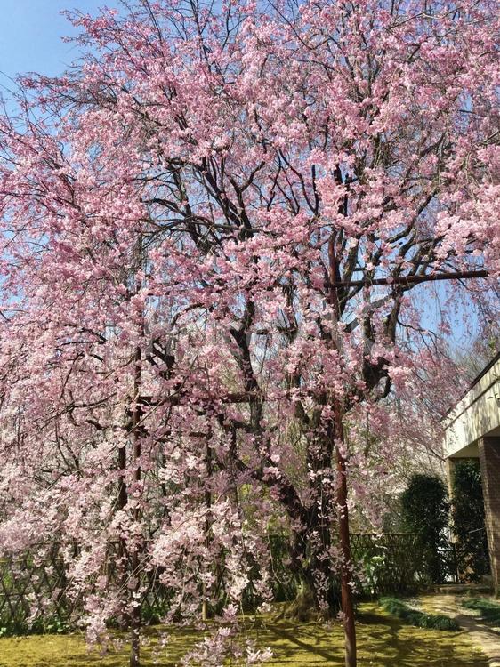しだれ桜③ しだれ桜,枝垂れ桜,大分県日田市の写真素材