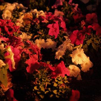 花 花の写真