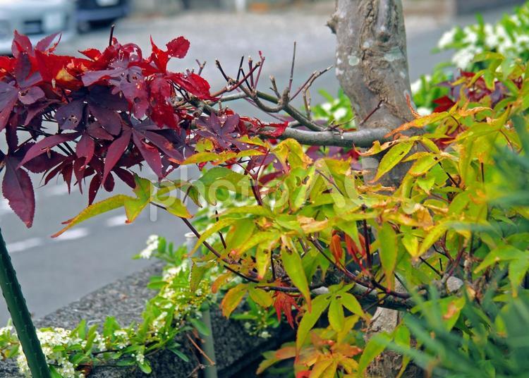 風変わりなモミジの紅葉 紅葉,色,赤色の写真素材