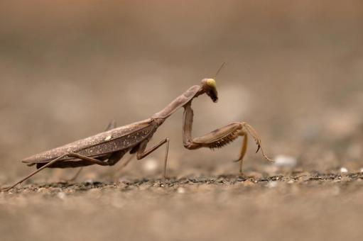ハラビロカマキリ(茶色個体) ハラビロカマキリ(茶色個体)の写真