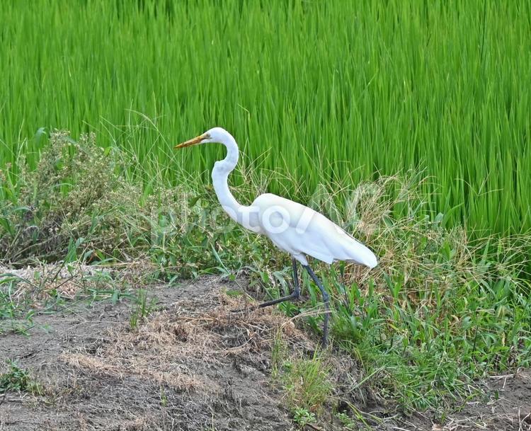 田んぼを歩くダイサギ ダイサギ,サギ,鷺の写真素材