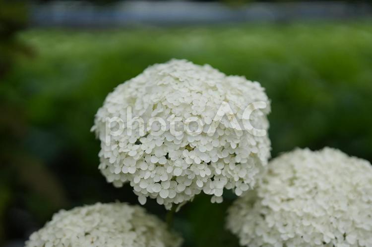 白いアナベル紫陽花の花房 アナベル,紫陽花,白の写真素材