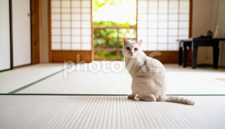 和室にいる猫 和室,猫,ネコの写真素材