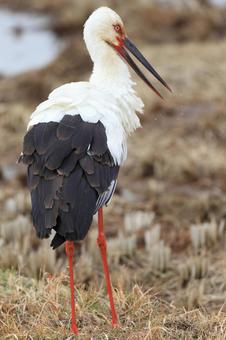 コウノトリ コウノトリの写真