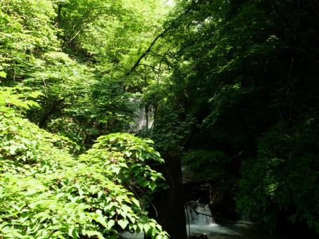 新緑の西沢渓谷 新緑の西沢渓谷の写真