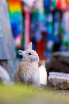 大久野島の兎 うさぎ,大久野島,子うさぎの写真素材