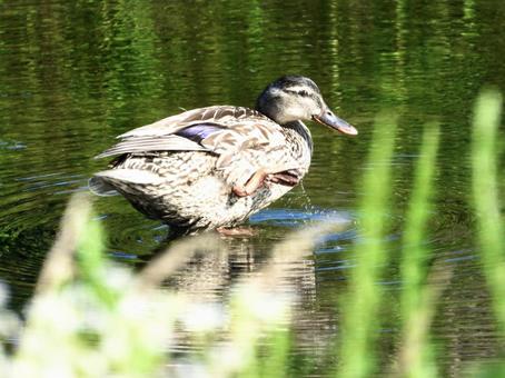 川面に立つマガモ 川面に立つマガモの写真