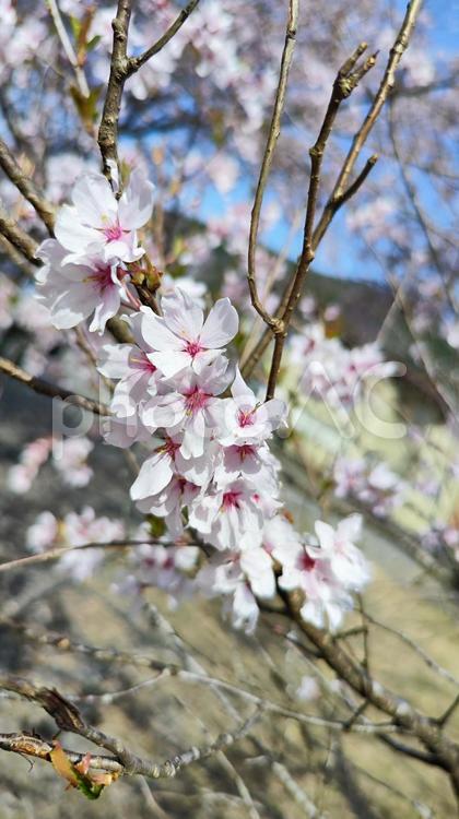 根尾谷淡墨桜 根尾谷淡墨桜,桜,春の写真素材