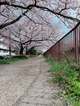 桜道 桜道の写真