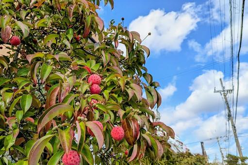 青空に映えるヤマボウシの実　玄関先　植栽 ヤマボウシ,実,赤の写真素材