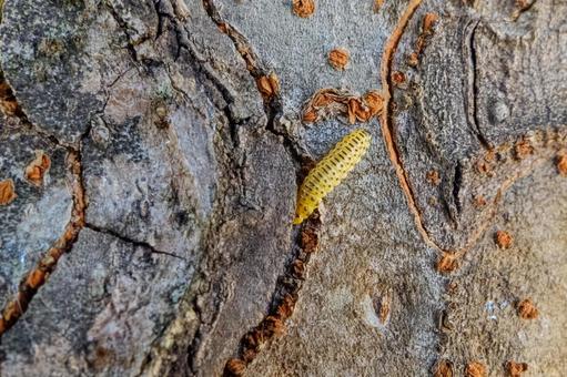 木の幹を這う鮮やかな黄色の芋虫 芋虫,幼虫,昆虫の写真素材