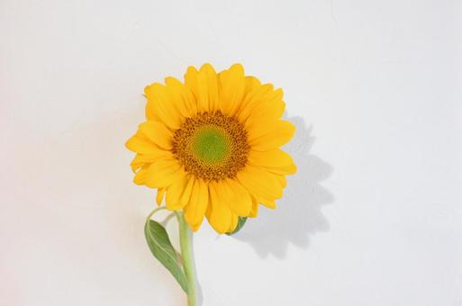 ひまわり ひまわり ひまわり,向日葵,花の写真素材