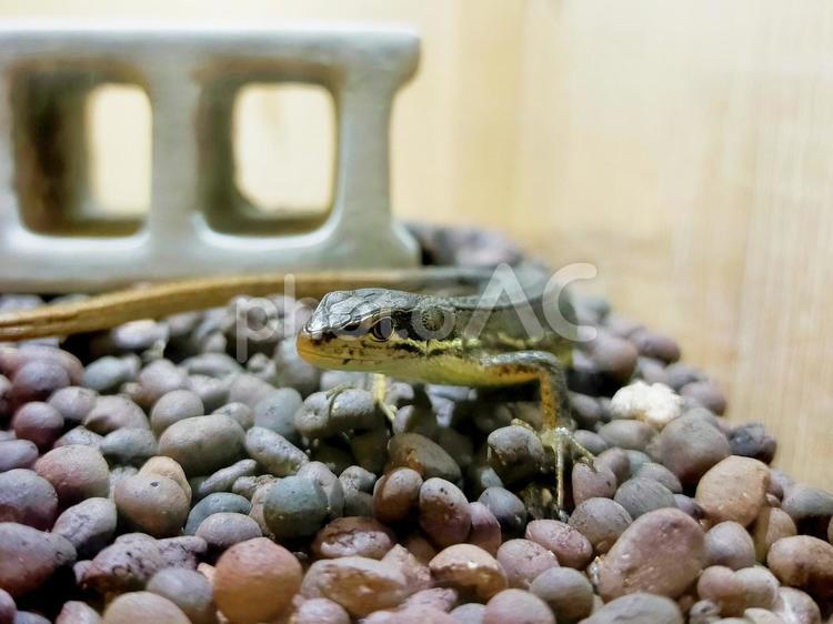 カナヘビ カナヘビ,爬虫類,ペットの写真素材