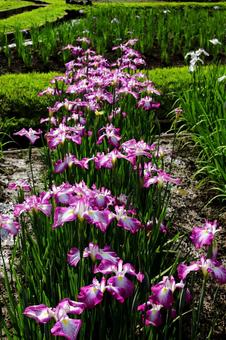 Vivid Iris, JPG
