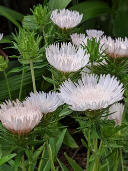 ストケシア・瑠璃菊の咲く風景 草花,素材,さわやかの写真素材
