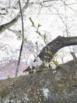 桜の蕾 桜の蕾の写真