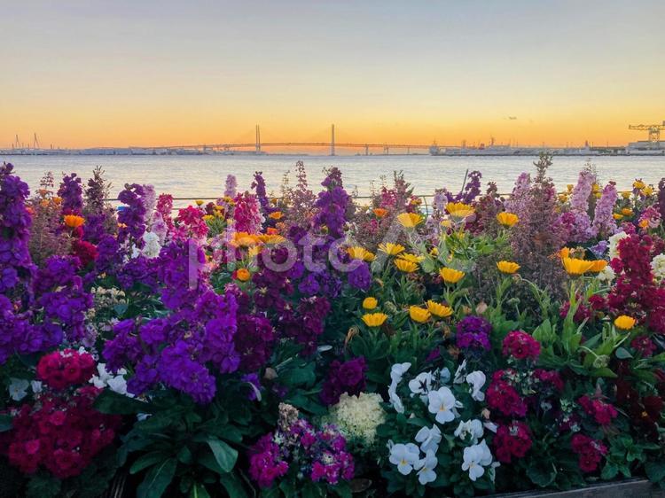 美しい花々と夕焼け 花々,夕焼け,夕暮れの写真素材