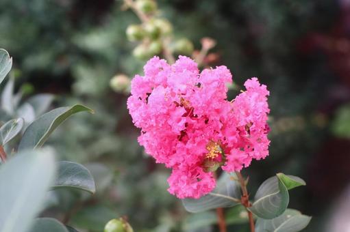 サルスベリ(百日紅)の花 サルスベリ(百日紅)の花の写真