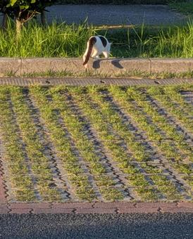 のらねこ 後ろ姿 おしり のらねこ 後ろ姿 おしりの写真