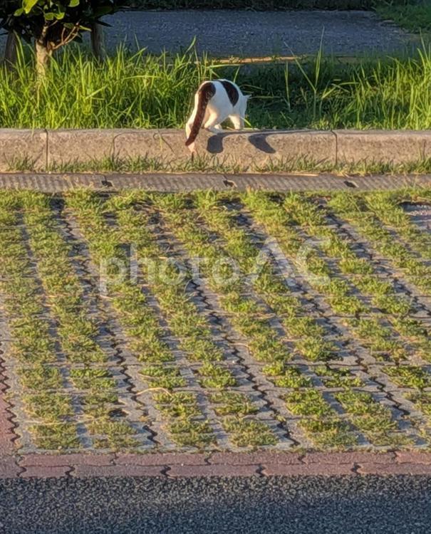 のらねこ　後ろ姿　おしり ねこ,のらねこ,動物の写真素材