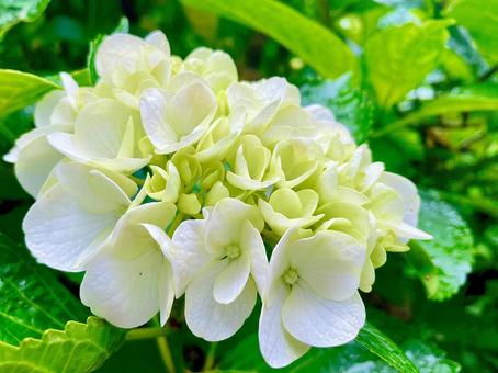 紫陽花 白 紫陽花 白 紫陽花,白,梅雨の写真素材