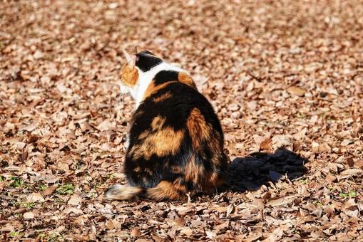 三毛猫ニャンブー 三毛猫ニャンブーの写真
