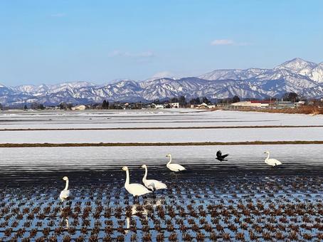 白鳥が飛来する田んぼ 白鳥が飛来する田んぼ 白鳥,飛来,渡り鳥の写真素材