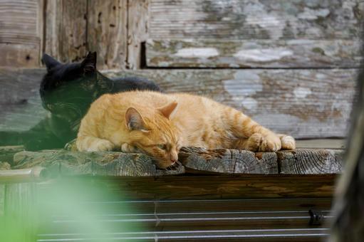 猫(212) 猫(212)の写真