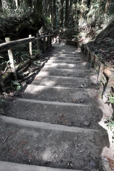 登山道 木の階段 登山道 木の階段の写真