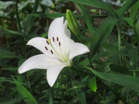 白い百合の花 百合,ユリ,多年草の写真素材