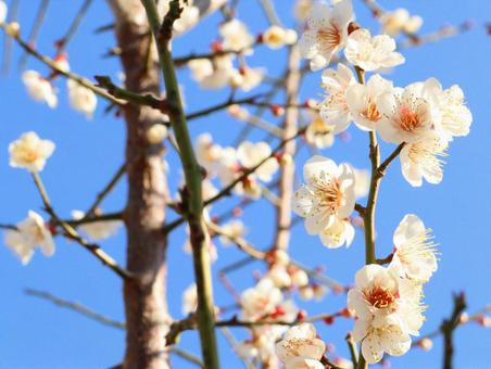 美しい白梅　３ 梅,花,春の写真素材
