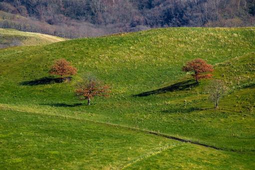 秋の色と緑のコントラストが映える丘陵 樹木,一本木,牧草地の写真素材